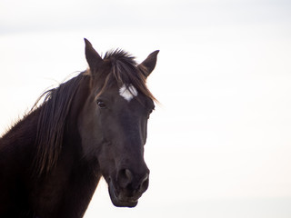 Fototapeta premium Portrait of a brown spanish horse isolated with white background