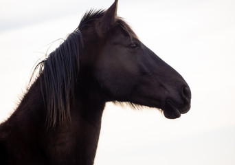 Portrait of a brown spanish horse isolated with white background