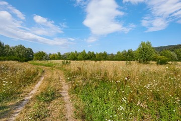Meadow in summer with plants growing