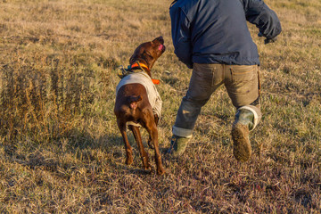 A hunting dog of the deutsch kurzhaar