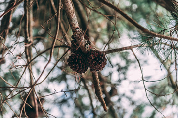 Pinecones in a pine tree covered on spider web with a blured background