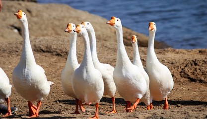 duck