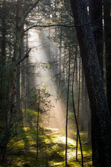 morning light in the forest