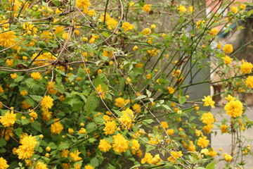Fototapeta premium yellow flowers in garden