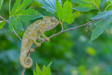 green lizard on a branch