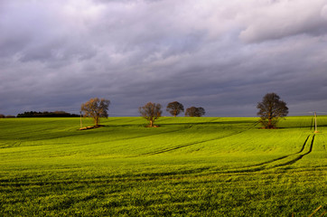 Obraz premium rural landscape with wheat field and blue sky