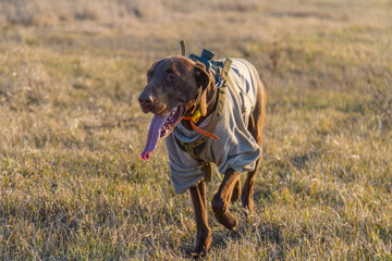 A hunting dog of the deutsch kurzhaar