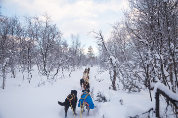 An exciting experience riding a dog sled in the winter landscape. Snowy forest and mountains with a...