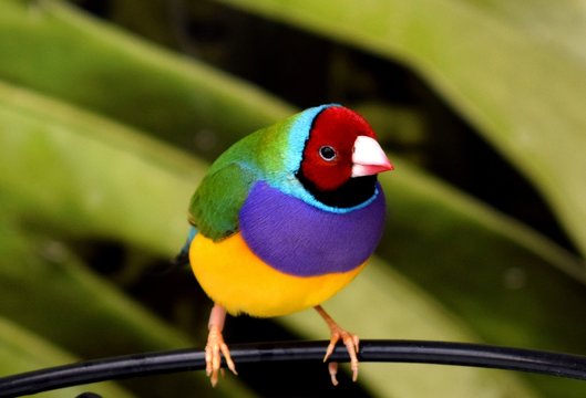  The Gouldian finch (Erythrura gouldiae), also known as the Lady Gouldian finch, Gould's finch or the rainbow finch, is a colourful passerine bird endemic to Australia. 