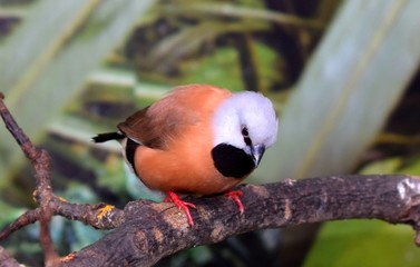 The long-tailed finch (Poephila acuticauda) is a common species of estrildid finch found in...