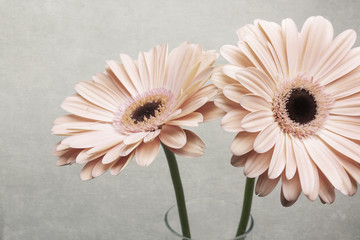 Close-up of fresh gerber flowers, isolated on gray