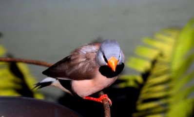 The long-tailed finch (Poephila acuticauda) is a common species of estrildid finch found in...