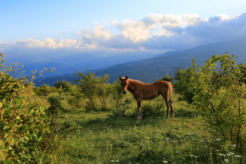 Fototapeta na wymiar Young foal grazing in the valley in the summers sun