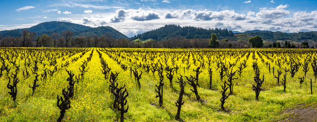 Panorama of a vineyard in Winter with yellow Mustard plants.