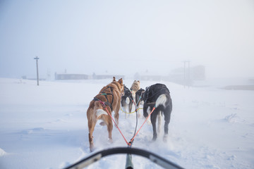 A beautiful six dog teem pulling a sled. Picture taken from sitting in the sled perspective. FUn, healthy winter sport in north. Beautiful, foggy winter morning.