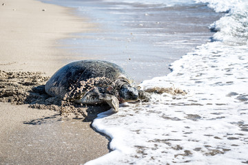 Obraz premium turtle beach 