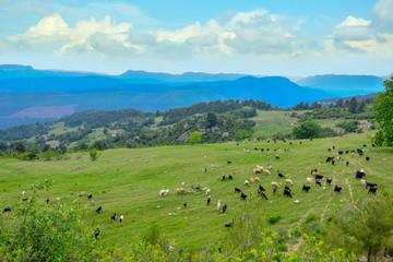 Herd of sheep on beautiful mountain meadow