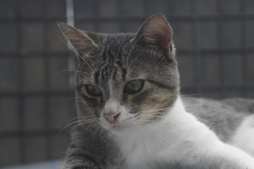 portrait of green eyes funny cat