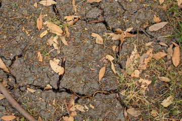 Suelo árido por la falta de agua con hojas secas en la parte superior