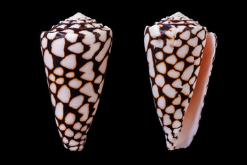 Conus marmoreus 