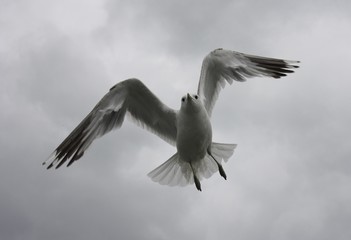 seagull in flight
