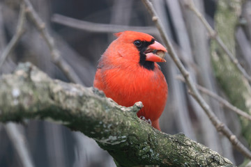Male common or northern cardinal (cardinalis) sitting on a branch and holding a piece of grain or seed in its beak