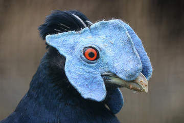 Head of a male crested fireback (lophura ignita) with its impressive colorful blue mask and red eye