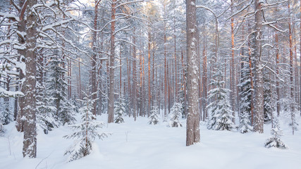 Snow covered taiga with pines and Christmas trees