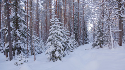 Snow covered taiga with pines and Christmas trees