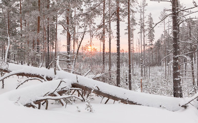 Two Fallen trees in the winter forest