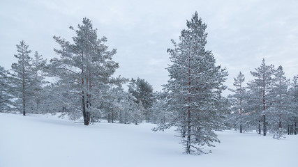 Rarely standing pine trees covered with frost and snow