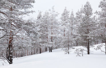 Rarely standing pine trees covered with frost and snow