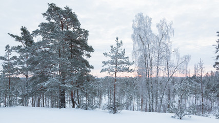 Snow covered pines and birches