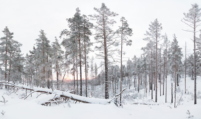 Two Fallen trees in the winter forest