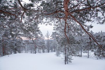 Pine twigs covered with hoarfrost