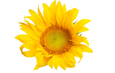 Fototapeta premium sunflower isolated