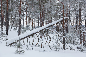 Fallen tree in the winter forest
