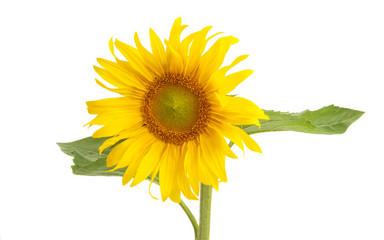 Obraz premium sunflower isolated