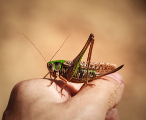 Grasshopper on the human hand