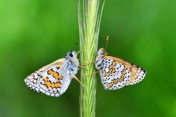 Closeup   beautiful butterfly sitting on flower.