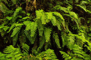 Laurisilva forest in La Palma, Canary Islands, Spain