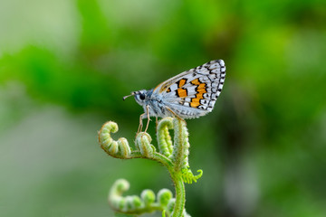 Closeup   beautiful butterfly sitting on flower.