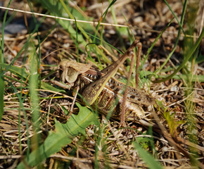 Grasshopper in the grass