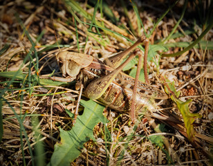 Grasshopper in the grass