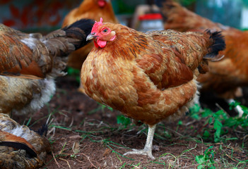 Chicken on chicken farm