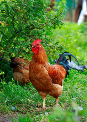 Beautiful and bright cock in the garden