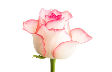 pink rose isolated