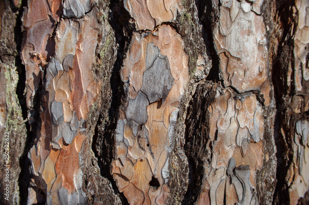 Wall mural The surface texture of the natural bark of pine trees, background.