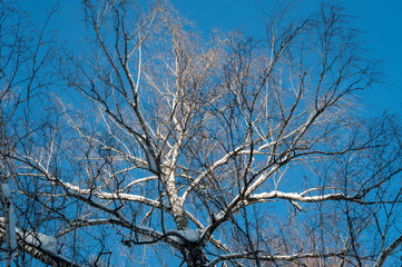 Fototapeta na wymiar Spreading crown of birch without leaves against the blue sky.