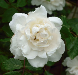 --Summer flowers as photograped in gardens